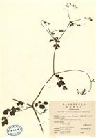 藏品(傅氏唐松草)的圖片